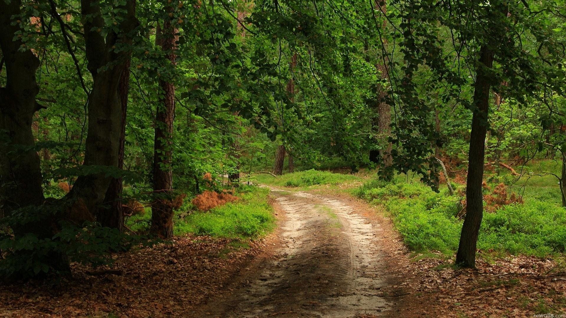 trees and path